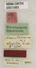 CollectionObject 1529771; a2292b67-204e-42db-8f84-f00bd5dfa41f: labels (holotype). (CollectionObject).