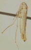Habitus, lateral view: Male holotype [USNM]: habitus, lateral view. (Observation).