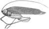 Anaulacomera digitata Rehn, 1905: Fig. 6 (after type). female habitus (tegmina length 27.5 mm, ovipositor 9 mm). (Otu).