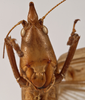 CollectionObject 1534497; ffe84872-2013-43e5-b576-d28687cd394a: male face (syntype). (CollectionObject).
