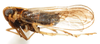 Habitus, lateral view: !! display not done !! on Sogatella molina (Fennah, 1963): (Observation).
