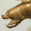 CollectionObject 1538890; 237a5ecb-9a9d-4725-9686-4905309c5e33: male cerci (lectotype). (CollectionObject).