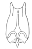 Tristria pisciformis (Serville, 1838): subgenital plate, dorsal view. (Otu).
