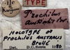 CollectionObject 1539817; 48ea20ca-0c94-4428-98c1-ffd25a7dc282, MNHN-EO-ENSIF713: male label (holotype). (CollectionObject).
