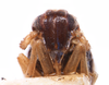 Head on Delphacodes darwini Muir, 1929: (Observation).