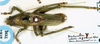 CollectionObject 1516820; 82caeade-ec42-465a-9e04-593b391ca2d8: male, dorsal view (syntype). (CollectionObject).;CollectionObject 1516821; e185310c-ff58-4b64-955c-2520779fd1e8: male, dorsal view (syntype). (CollectionObject).