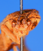 CollectionObject 1540413; bc985d5f-1d11-410d-a2e9-a00e473540d7: male, frontal view (holotype). (CollectionObject).