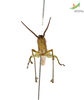 CollectionObject 1849148; Unioeste Cascavel SAOP-131M, b85f55b1-7e2b-4280-a044-4412c83b3647: Male. Frontal view. (CollectionObject).
