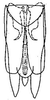 Subgenital plate: !! display not done !! on Scaphoideus (Scaphoideus) cinerosus Osborn, 1900: genital capsule, ventrally. (Observation).