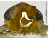 Head on Empoascanara (Empoascanara) conchata Song & Li, 2013: (Observation).
