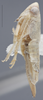 Habitus, lateral view on Athysanella (Gladionura) adunca Ball & Beamer, 1940: Lateral. (Observation).
