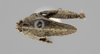 CollectionObject 1590309; 1b3548fa-e4bc-4d92-93d7-c1d5d45bf43a: male, dorsal view (allotype). (CollectionObject).