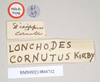CollectionObject 1561201; NHMUK(SF IMPORT DUPLICATE) 844712, fba3b5b0-24c8-45d6-b06e-c9e4f45db985: copyright Natural History Museum, London. female, data labels [round label reversed] of synonym Dixippus cornutus (holotype). (CollectionObject).