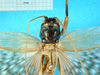 CollectionObject 1474991; ec7be979-a81d-4ed0-9063-db52ddf79877, MfN 3450: female, frontal view (holotype). (CollectionObject).