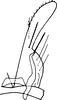 Subgenital plate, ventral view on Elabra presa Dworakowska, 1994: Subgenital plate, stylus & connective. (Observation).