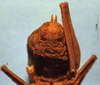 CollectionObject 1520442; dc1b4055-785a-4ef1-8230-ed8026aaa4e0: male subgenital plate (lectotype). (CollectionObject).