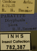 Other on Dicyphonia plura Beamer, 1936: Labels. Labels for the Immature specimen used for the dorsal, lateral and face images. (Observation).