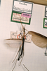 CollectionObject 1558796; 16b8c3fa-a414-4beb-b817-8934c186d453: copyright NHMB, Basel. male of Gargantuoidea mecheli (holotype). (CollectionObject).