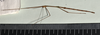 CollectionObject 1597606; 4ef5b687-5100-4512-8ff3-2f01772dce5d: copyright NHMUK. male, lateral view (paratype). (CollectionObject).;CollectionObject 1597607; 36284ef4-2039-4e08-9913-646fc6cedbce: copyright NHMUK. male, lateral view (paratype). (CollectionObject).