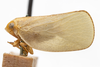 Habitus, lateral view on Bulldolonia impressa (Metcalf & Bruner, 1930): (Observation).