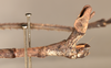 CollectionObject 1561085; a4e2c403-bfd2-4dee-93b9-b969e64160dc: copyright OUMNH. male: end of abdomen, lateral view (lectotype). (CollectionObject).