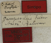 CollectionObject 1535183; aa8ed7ce-50f8-437e-8681-b814c975c856: labels (syntype). (CollectionObject).