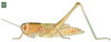 Amphiprosopia adjuncta (Walker, 1870): Page 129, Figure 4. female. (Otu).
