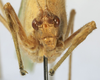 CollectionObject 1539803; 7c60f6b2-ddec-491c-b721-52ccf9c8a16e, MNHN-EO-ENSIF801: male face (holotype). (CollectionObject).