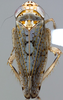 Habitus, dorsal view on Discolopeus viraktamathi Stiller, 2019: Habitus, female, dorsal view. (Observation).