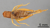 CollectionObject 1522897; a885a0a3-9eb7-41e3-955d-d002fbfbc915: Male, dorsal view (holotype). (CollectionObject).