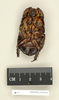 Panesthia morsus (Butler, 1882): Copyright Natural History Museum, London. Holotype (adult male) in BM(NH). Ventral view. (Otu).