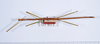 CollectionObject 1559627; d9fb0b3b-ee4b-494f-8255-0a1cfa4f92a7: copyright ANSP. male, dorsal view (holotype). (CollectionObject).
