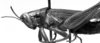 CollectionObject 1564558; NMW 20.397, 3e9f174d-3fb8-47cd-9e33-7a2f5bc37195: Image Carbonell, C.S. male, lateral view (paralectotype). (CollectionObject).