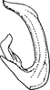 Aedeagus, lateral view: Aedeagus, lateral view. (Observation).