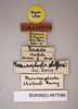 Paranauphoeta formosana Matsumura, 1913: Copyright NHM, London. Syntype female of Paranauphoeta shelfordi, data labels. (Otu).