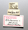 Other on Chilenana chilena DeLong & Freytag, 1967: Male holotype [NCSU]: labels. (Observation).