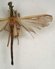 Nescicroa tumescens (Redtenbacher, 1908): copyright NMW, Vienna. male (syntype). (Otu).