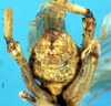 CollectionObject 1507248; 22593c97-8b91-4694-b925-4fe7bd79dd1d, DORSA HSabemicM01: male, abdomen tip. (CollectionObject).