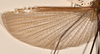 CollectionObject 1558184; b8e4626d-36d1-43d6-b262-6f9091c6c039: copyright OUMNH. male wings of Ctenomorpha marginipennis (lectotype). (CollectionObject).