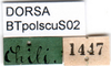 CollectionObject 1501986; 356c0f04-e076-4561-958a-73ea01171539: labels (syntype). (CollectionObject).