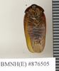 CollectionObject 1573034; d1c4041e-78e9-4f49-960a-39a6f8e18dea: Copyright Natural History Museum, London. Non-type (adult male) in BM(NH). Ventral view. (CollectionObject).