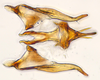 Aedeagus, ventral view: (Observation).
