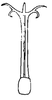 Aedeagus, posterior view on Carapona vulta (DeLong & Freytag, 1975): Male holotype: aedeagus, posterior view. (Observation).