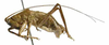 Anelytra (Euanelytra) spinia Shi & Qiu, 2009: Fig. 42 (reproduced with permission). male, lateral view (body length 24.0 mm, pronotum 6.6 mm, tegmen 1.6 mm, hind femur 10.3 mm). (Otu).