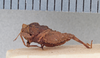 CollectionObject 1523082; a91740e7-1d5d-4f26-8a7b-5314e7457df7: male, lateral view (holotype). (CollectionObject).