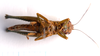 CollectionObject 2631851; CNMS 3800, 95e1135c-332e-42e5-bc38-559d2c30d411, CNMS 3800: ventral view. female (paratype). (CollectionObject).
