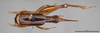 CollectionObject 2062465; ec68273a-0d45-4f85-91be-57200849f89a: Female, dorsal view. (CollectionObject).