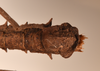 CollectionObject 1561554; 6cdbe08b-dbcd-4592-830b-23e49866e842: copyright UMO. male end of abdomen, ventral view of synonym Acanthoderus spiniventris (syntype). (CollectionObject).;CollectionObject 1561555; effcc6fe-eba2-4459-a612-4ec6e76c6540: copyright UMO. male end of abdomen, ventral view of synonym Acanthoderus spiniventris (syntype). (CollectionObject).