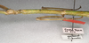 CollectionObject 1557028; 49e6cfb2-61c3-4d3d-a2b3-00465f445155: copyright NMW, Vienna. female of synonym Calynda brocki: head and thorax, lateral view (paratype). (CollectionObject).;CollectionObject 1557029; accb1633-0f8a-45c8-b7d0-b5800d37ee0f: copyright NMW, Vienna. female of synonym Calynda brocki: head and thorax, lateral view (paratype). (CollectionObject).