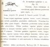 Eremidium equuleus Karsch, 1896: p. 281. original description. (Otu).